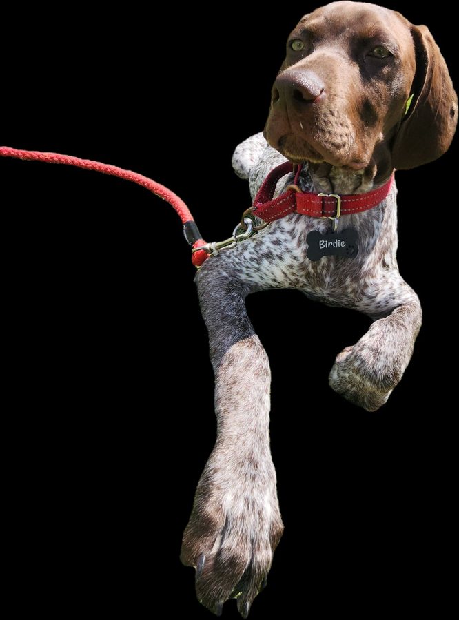 Birdie, a German Shorthaired Pointer puppy, looking at the camera with one paw raised