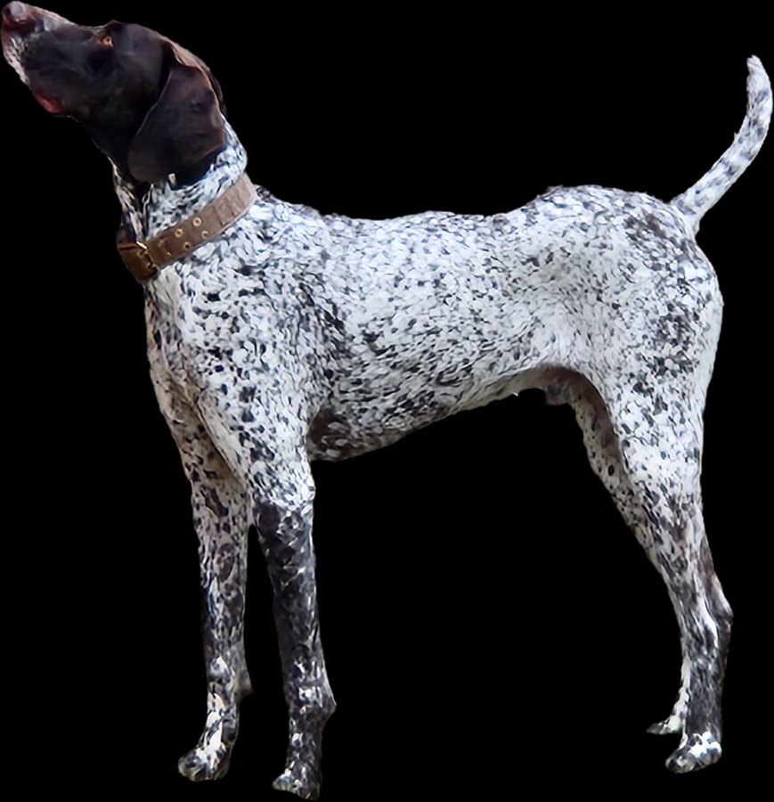 Charly, a German Shorthaired Pointer, standing in profile with his head raised